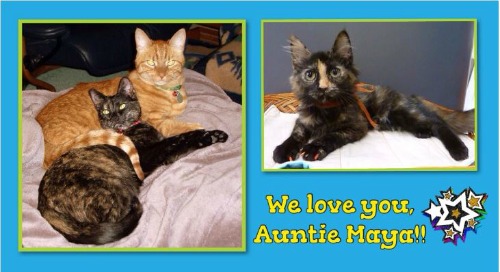 Tonto, Tessa and Autumn